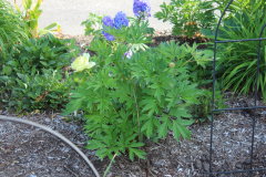 Peonies-Misc-2-12