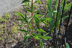Peonies-Misc-2-17