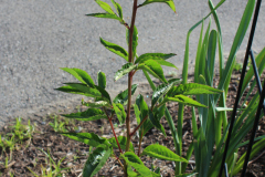 Peonies-Misc-2-18