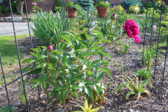Peonies-Misc-2-2