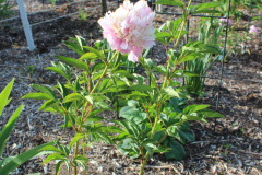 Peonies-Misc-2-24