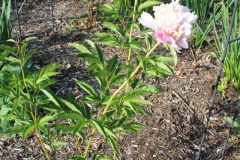 Peonies-Misc-2-25