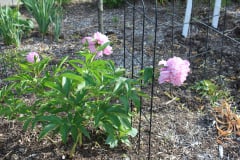Peonies-Misc-2-5