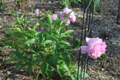 Peonies-Misc-2-9