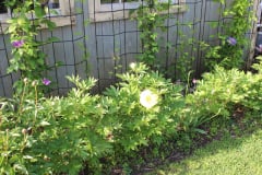 Peonies-Misc-3