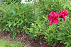 Peonies-Misc-30