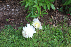 Peonies-Misc-38