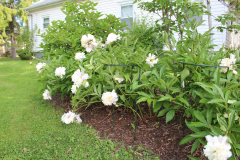 Peonies-Misc-46
