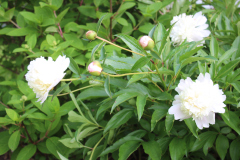 Peonies-Misc-55