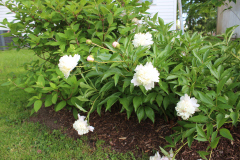 Peonies-Misc-56