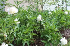 Peonies-Misc-61
