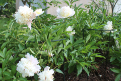 Peonies-Misc-63