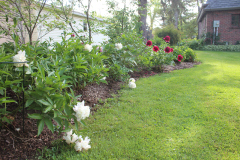 Peonies-Misc-70