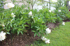 Peonies-Misc-71
