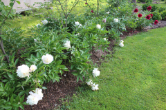 Peonies-Misc-78