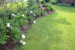 Peonies-Misc-80