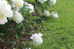 Peonies-Misc-86