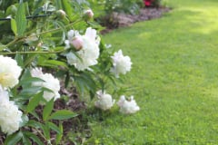 Peonies-Misc-87