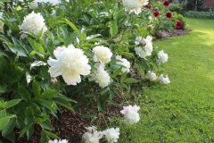 Peonies-Misc-94