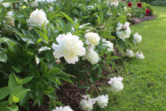 Peonies-Misc-95