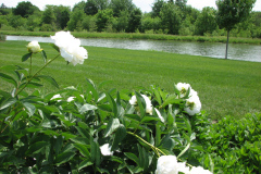Peonies-White-10