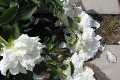 Peonies-White-11