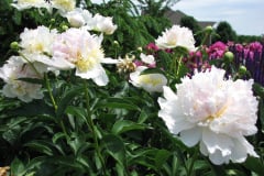 Peonies-White-15