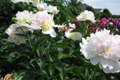 Peonies-White-16