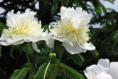 Peonies-White-19
