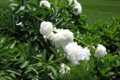 Peonies-White-2
