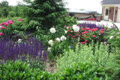 Peonies-White-23