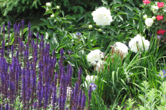 Peonies-White-25