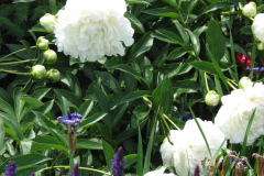 Peonies-White-31