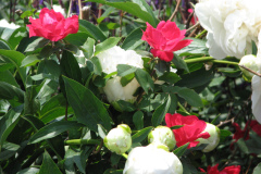 Peonies-White-33