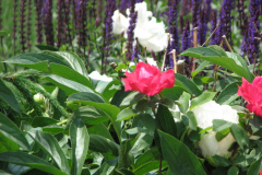 Peonies-White-34