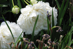 Peonies-White-39
