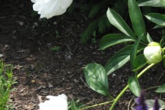 Peonies-White-42