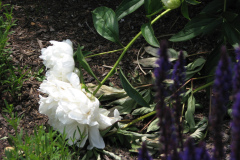 Peonies-White-44