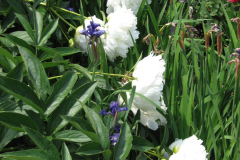 Peonies-White-47