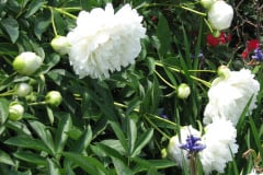 Peonies-White-50