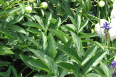 Peonies-White-51