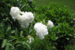Peonies-White-7