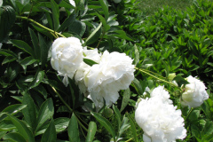 Peonies-White-8