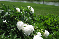 Peonies-White-9