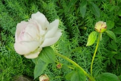 Peonies-at-Minnetrista-with-Pond-15