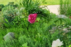 Peonies-at-Minnetrista-with-Pond-9