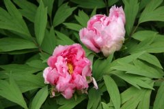 Peony-Blossoms