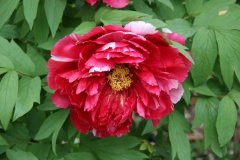 Tree-Peony14