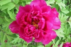 Tree-Peony4