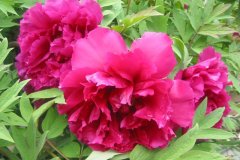 Tree-Peony5